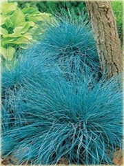 Kostrzewa sina Festuca glauca